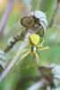 Misumena vatia